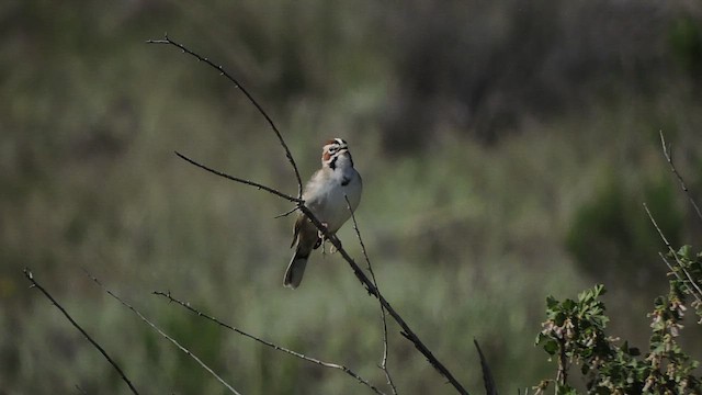 Lark Sparrow - ML452864031