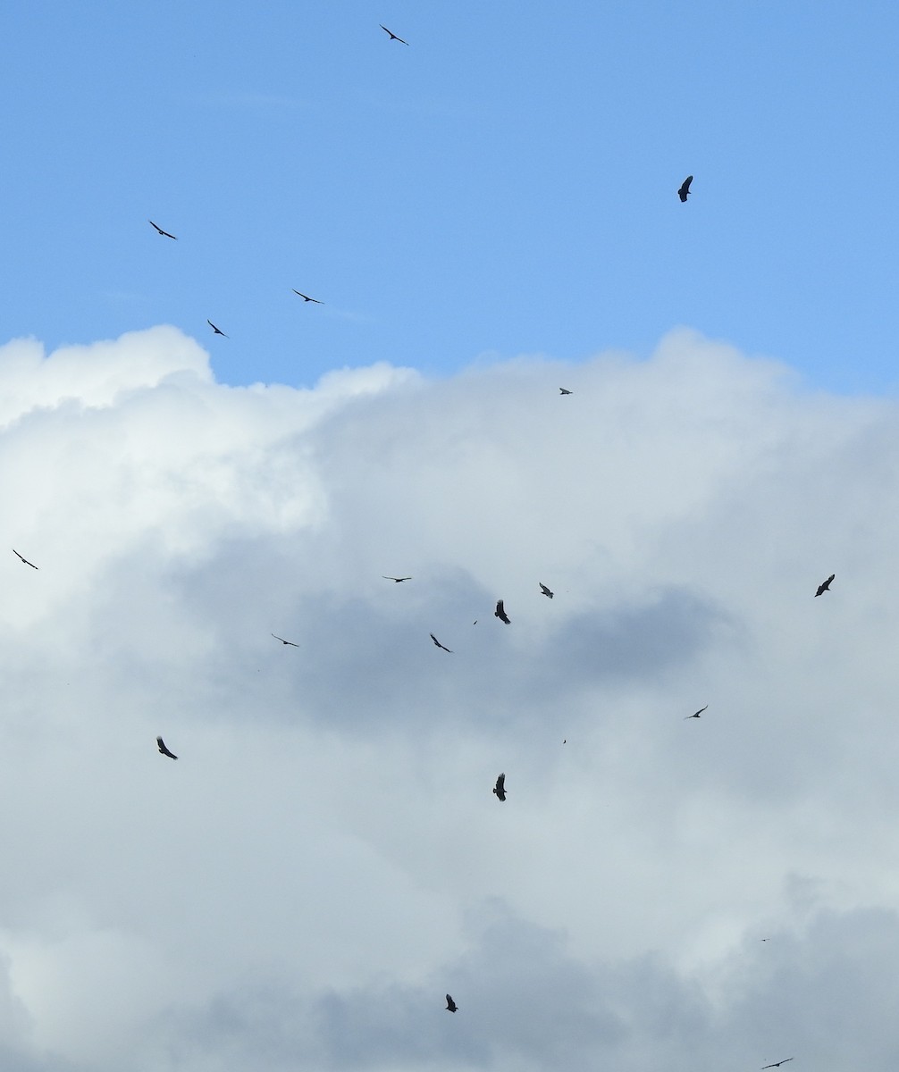 Black Vulture - ML452864351