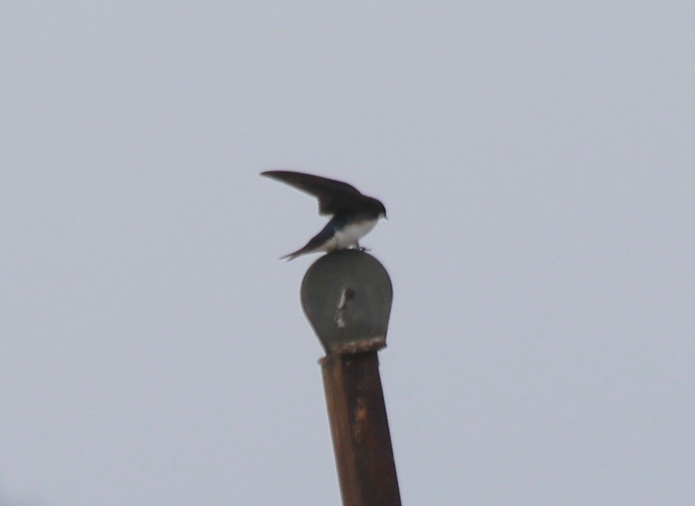 Golondrina Bicolor - ML452865661