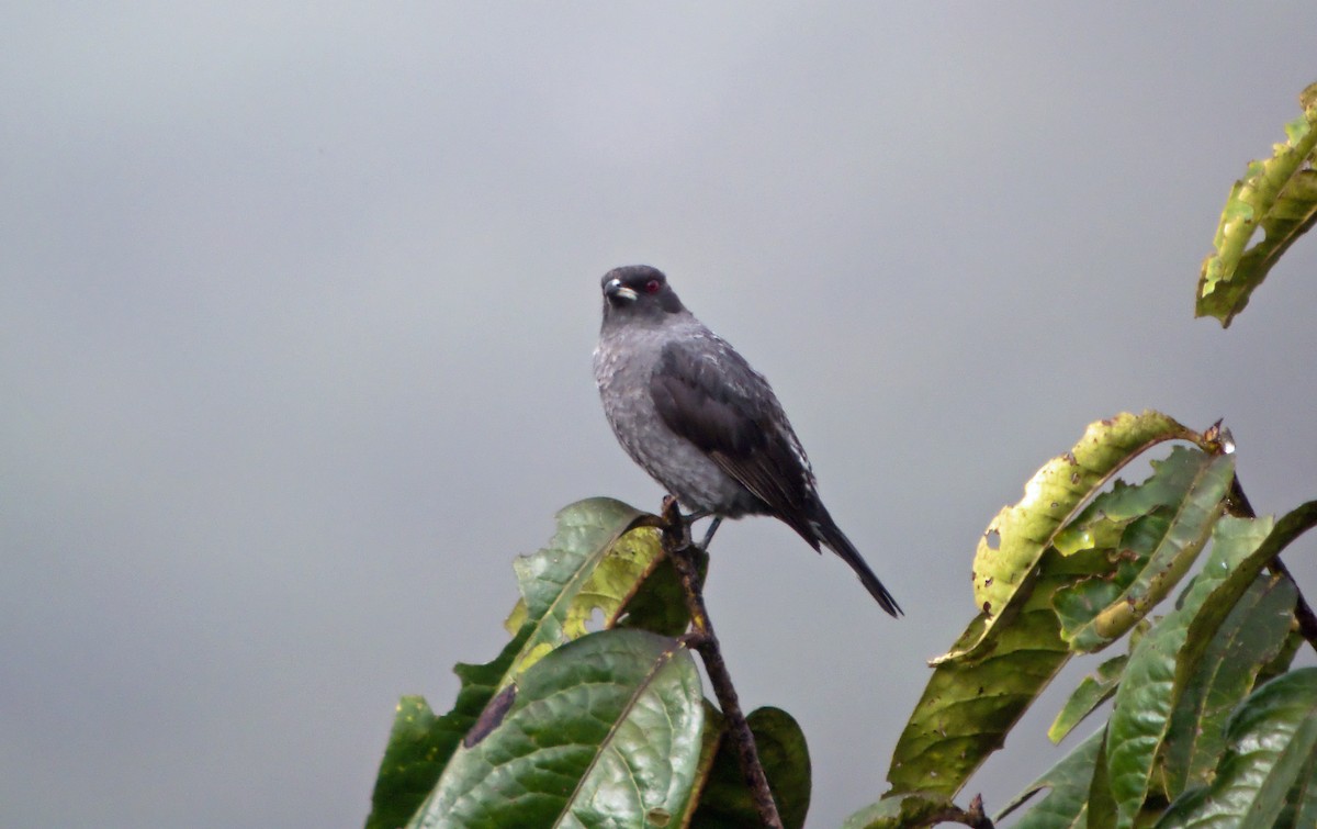 Cotinga Crestirrojo - ML45286571