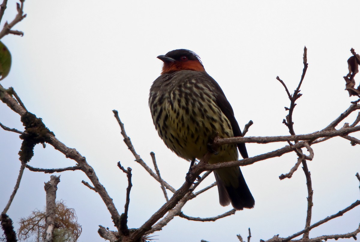 Chestnut-crested Cotinga - Nigel Voaden