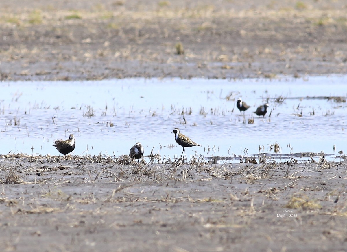 American Golden-Plover - ML452866751