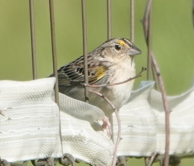 Grasshopper Sparrow - ML452868941