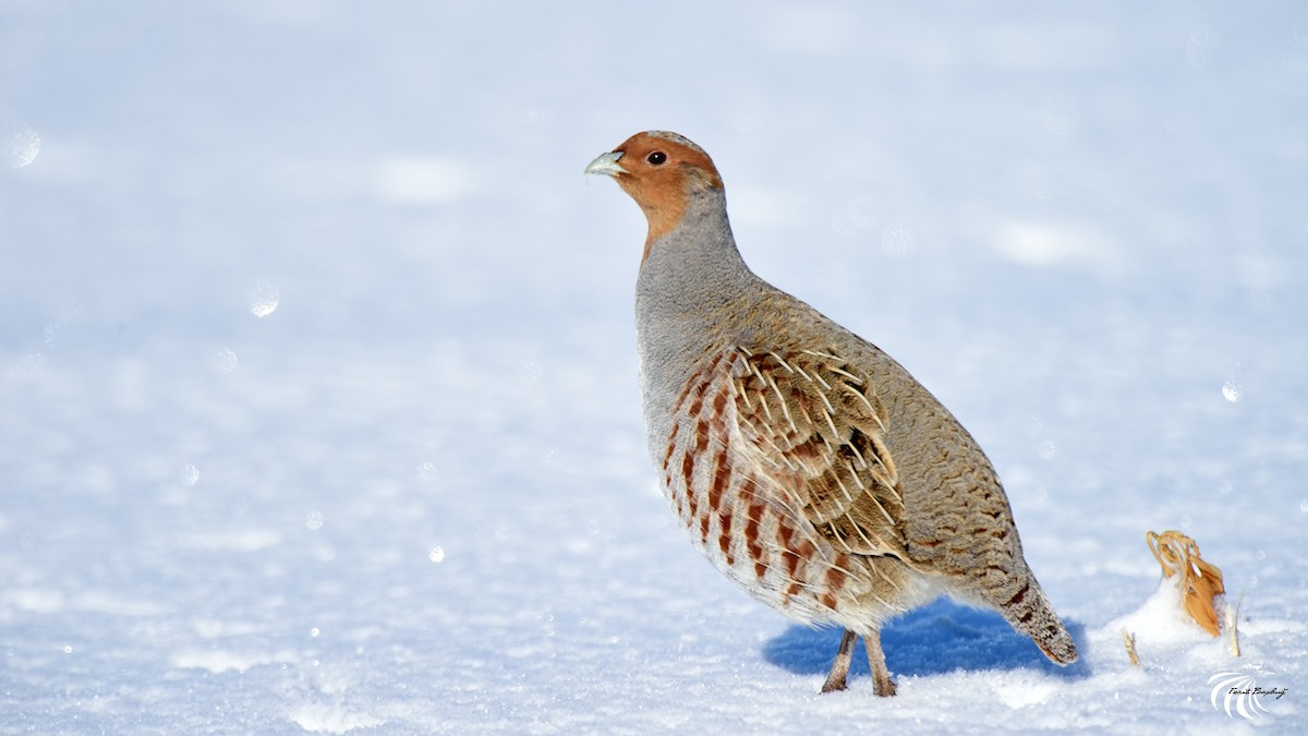 Gray Partridge - Ferit Başbuğ