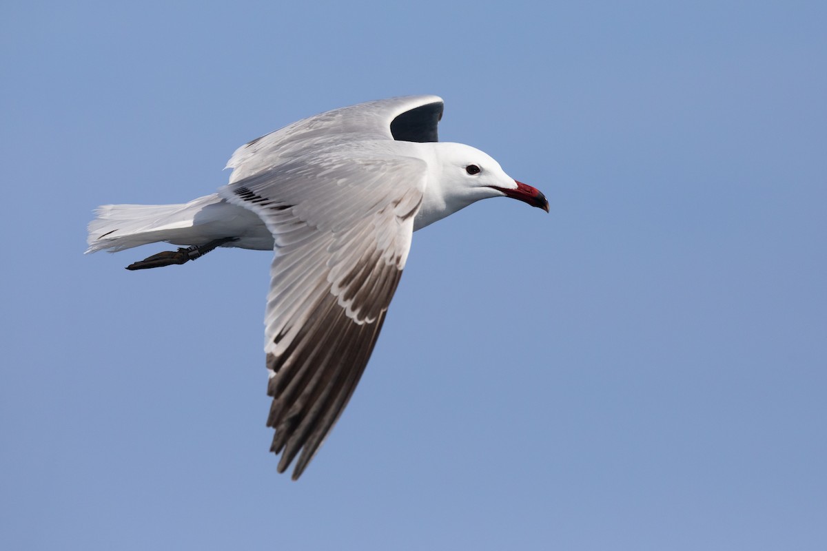 Audouin's Gull - ML452869231