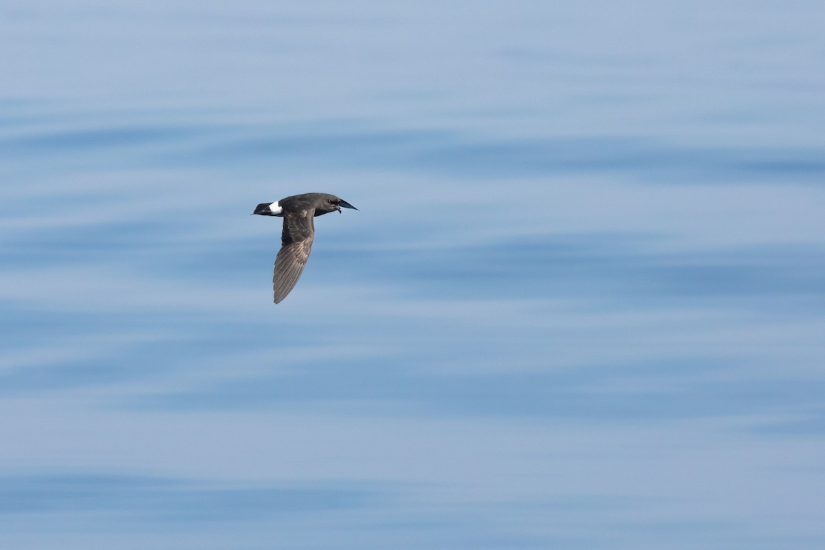 European Storm-Petrel (Mediterranean) - ML452869431