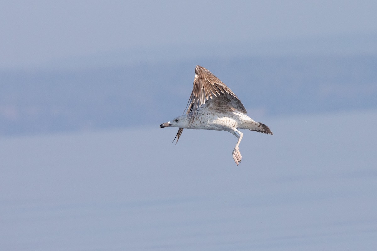 Yellow-legged Gull - ML452869781