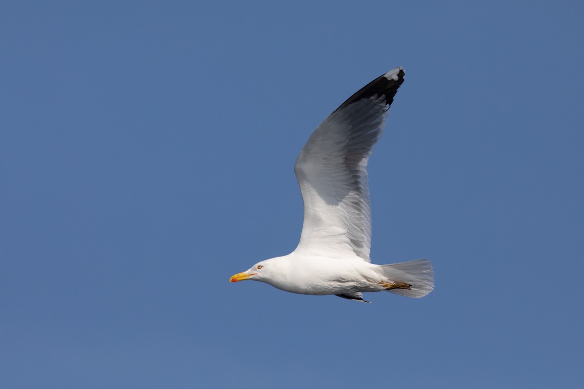 Yellow-legged Gull - ML452869851