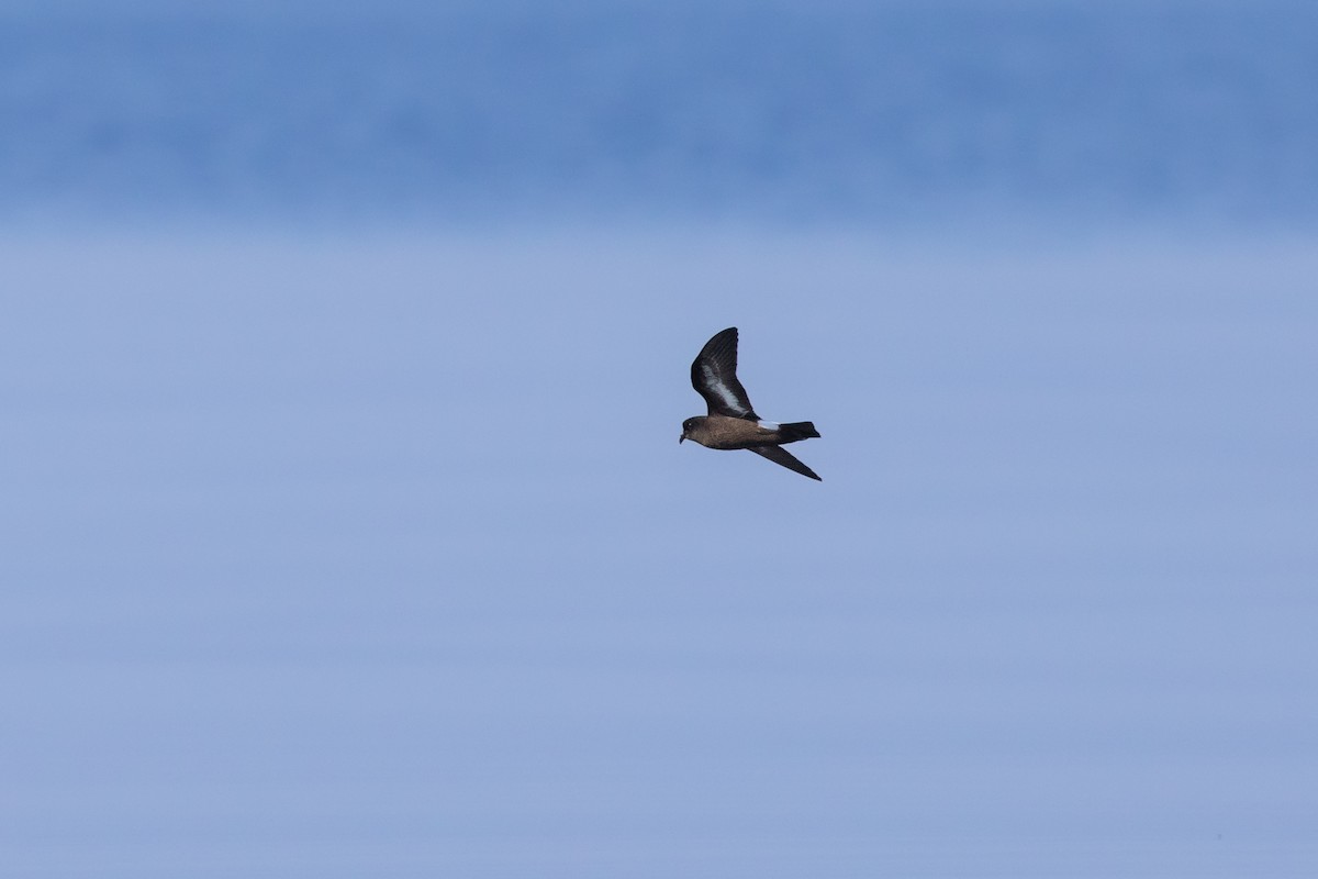 European Storm-Petrel (Mediterranean) - ML452870181