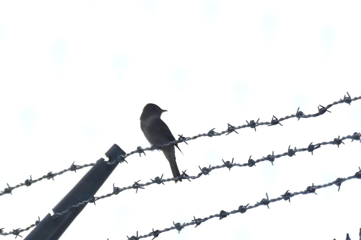 Eastern Phoebe - ML452870311