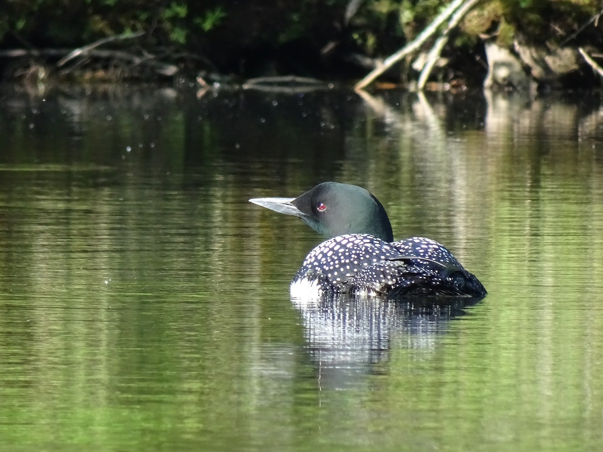 Common Loon - ML452870831