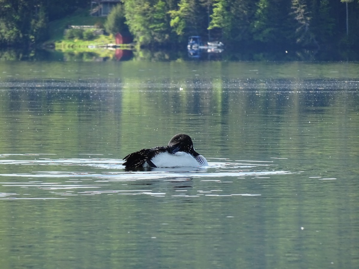 Common Loon - ML452870891