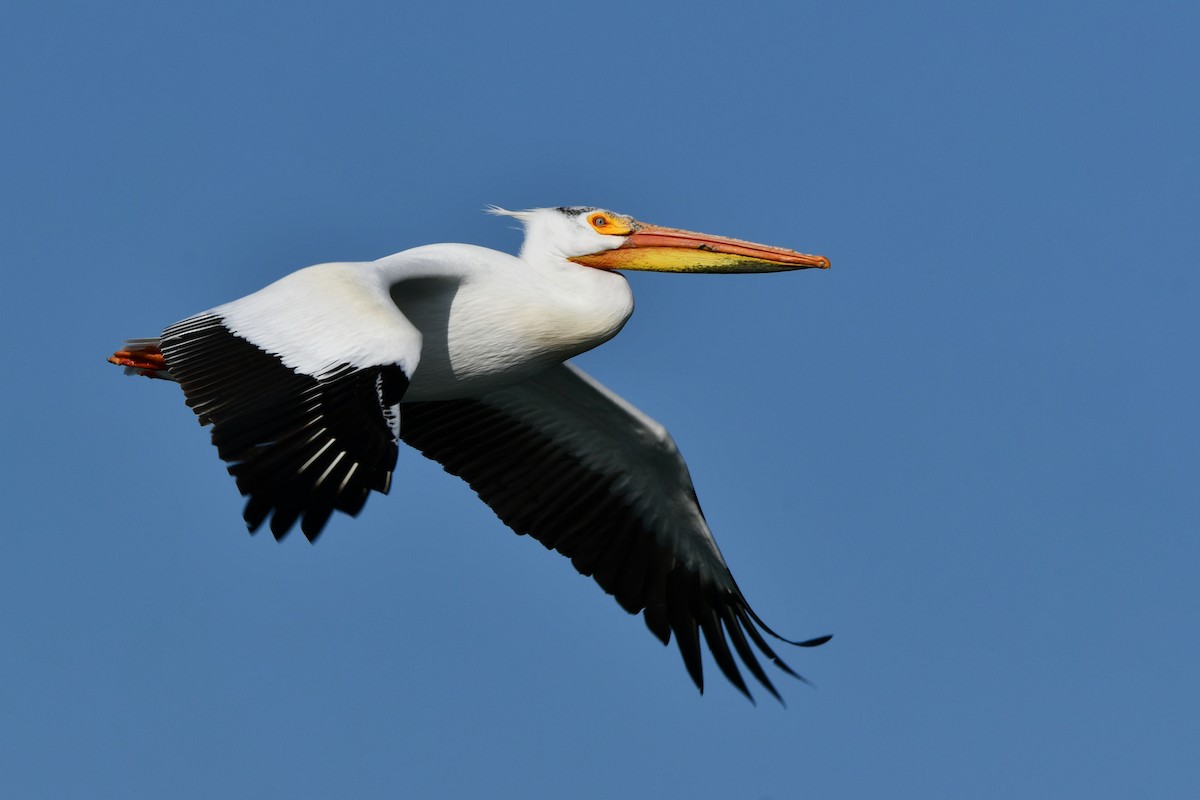 pelikán severoamerický - ML452871001