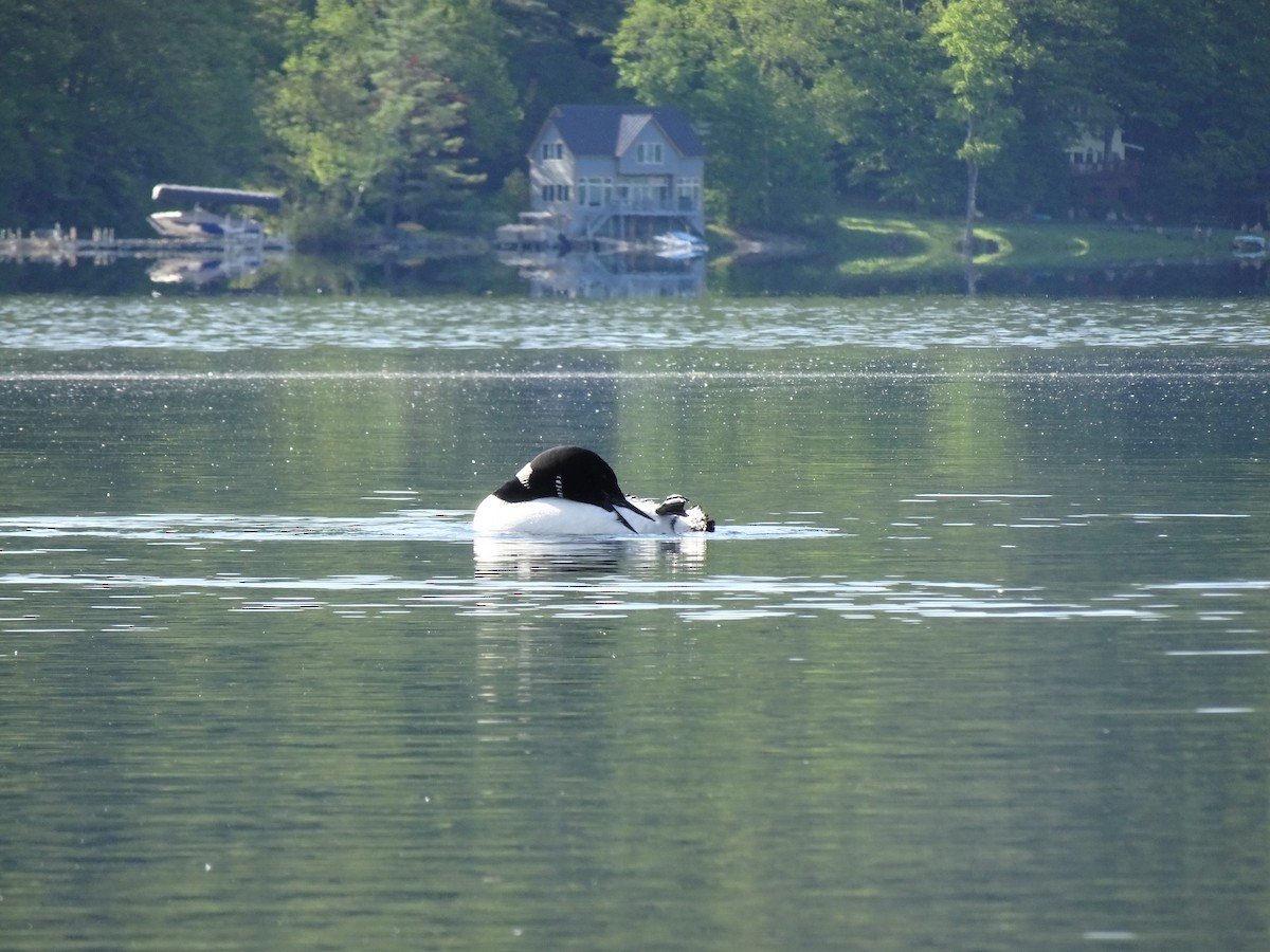 Common Loon - ML452871061