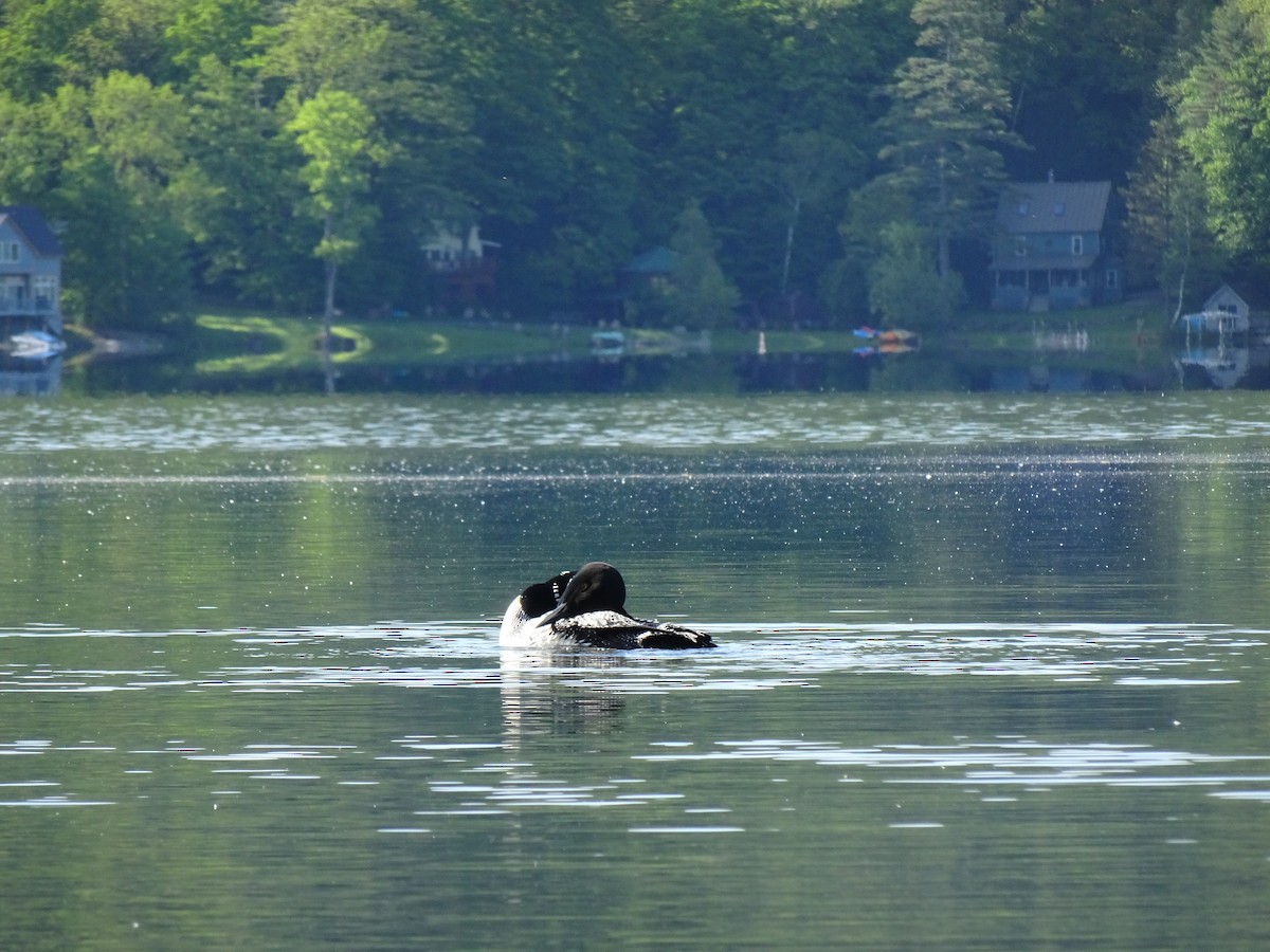 Common Loon - ML452871151