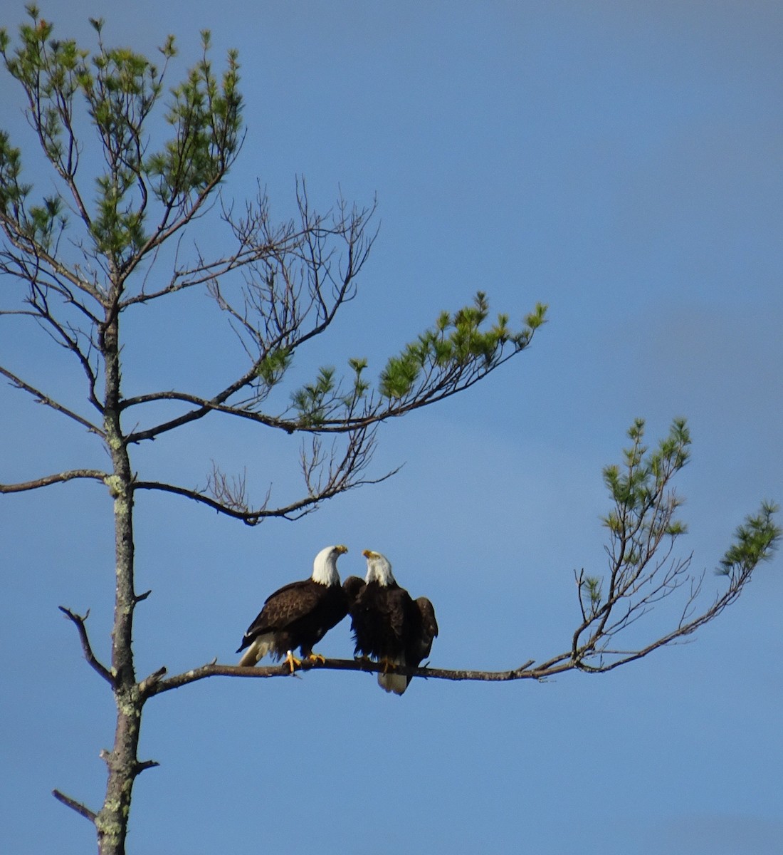 Weißkopf-Seeadler - ML452871171