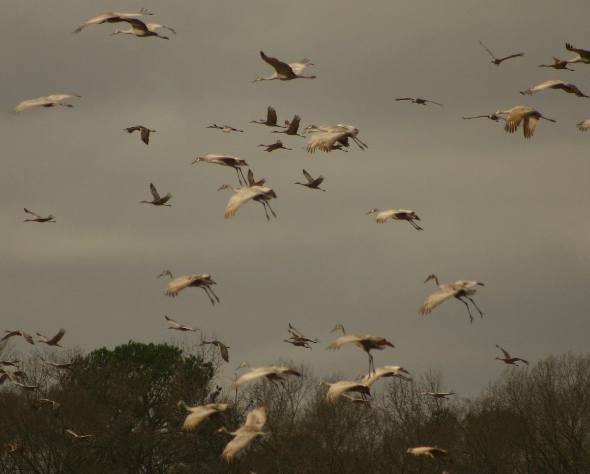 Sandhill Crane - ML45287121