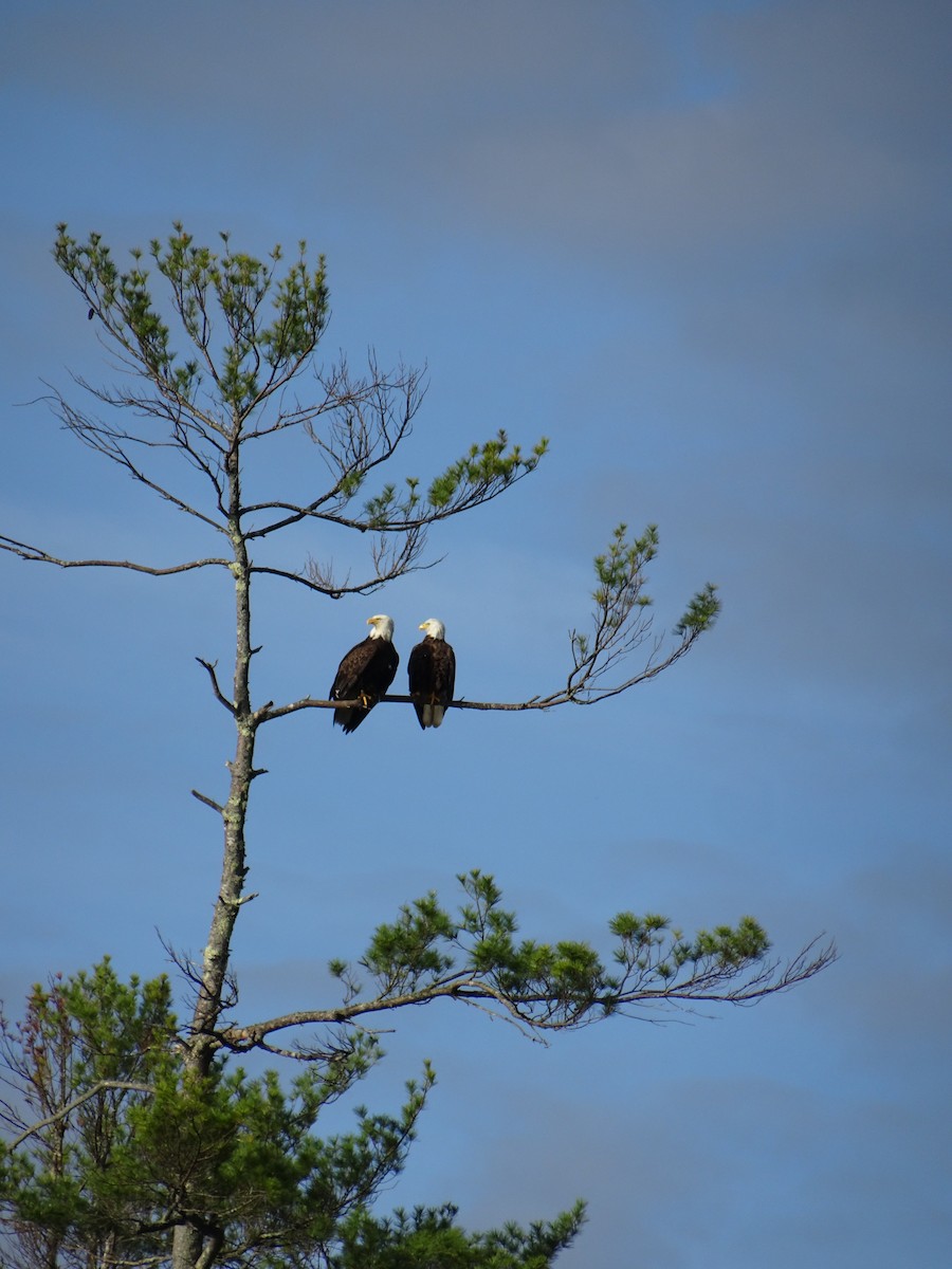 Bald Eagle - ML452871241