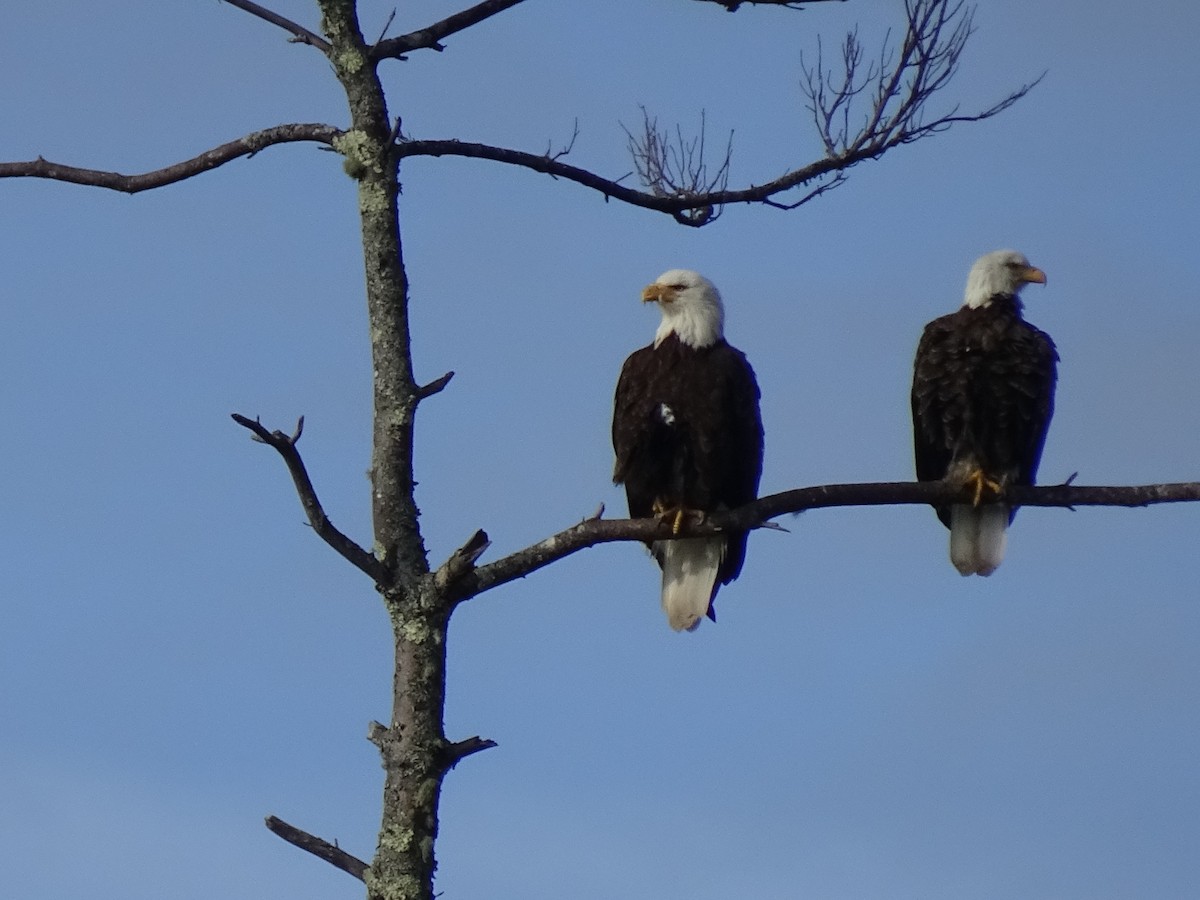 Bald Eagle - ML452871261