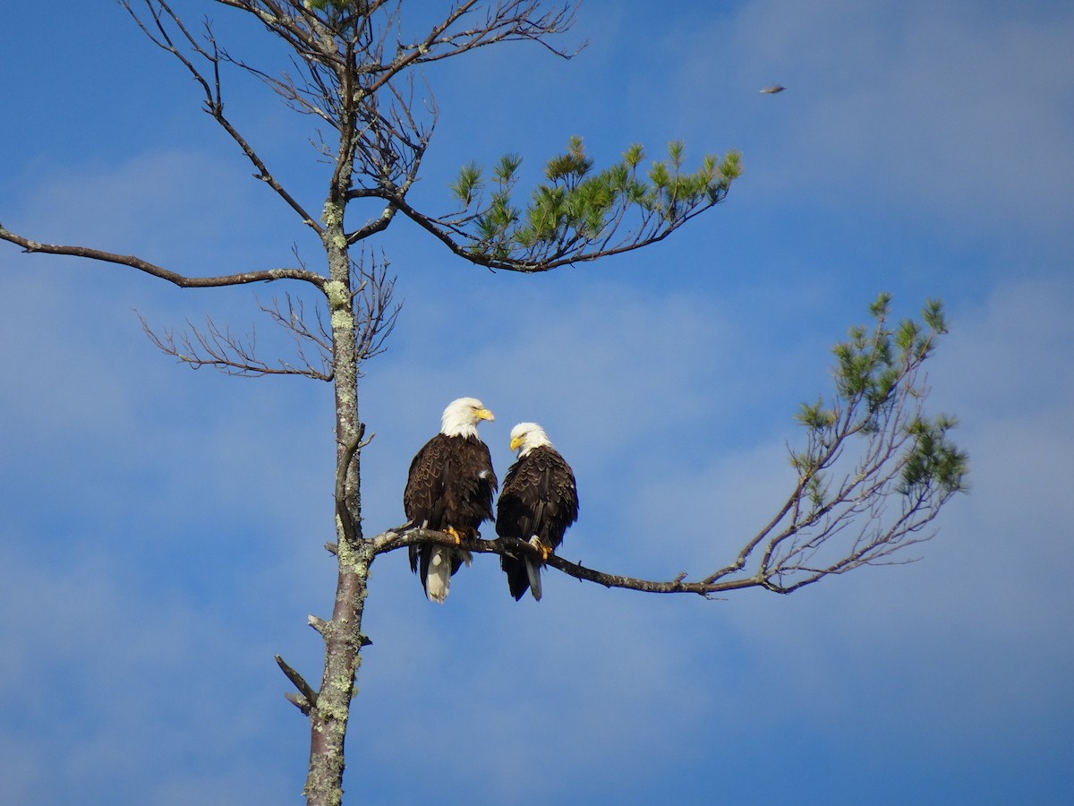 Bald Eagle - ML452871281