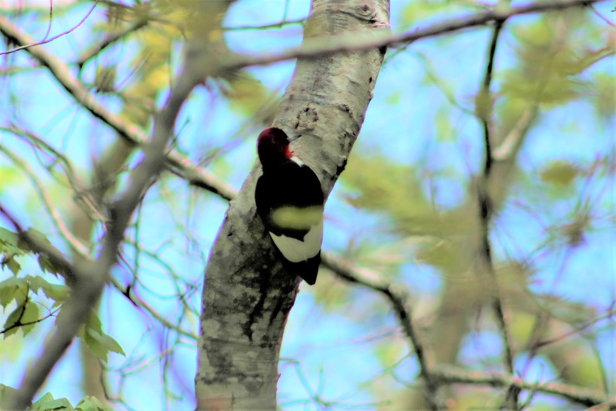 Red-headed Woodpecker - ML452871601