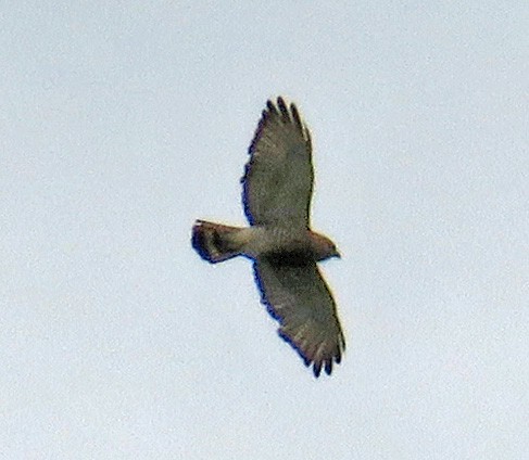 Broad-winged Hawk - ML452871621