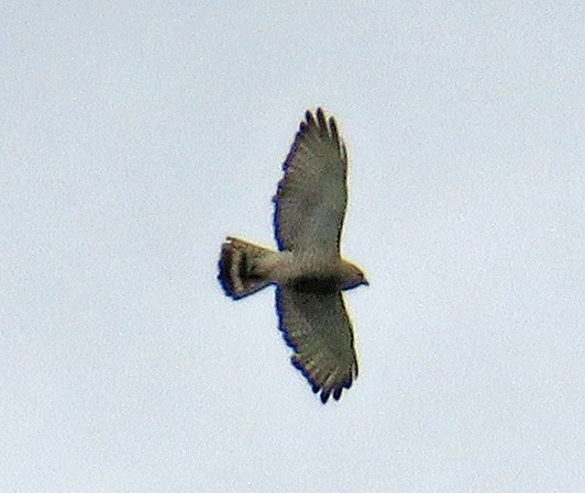 Broad-winged Hawk - ML452871641