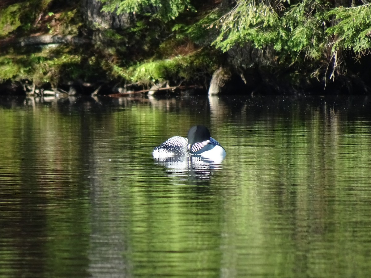 Common Loon - Lisa Hamm-Greenawalt