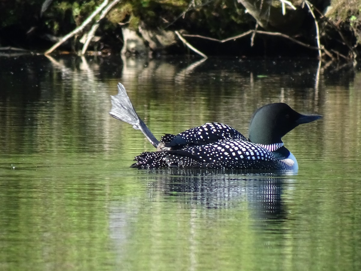 Common Loon - ML452871721