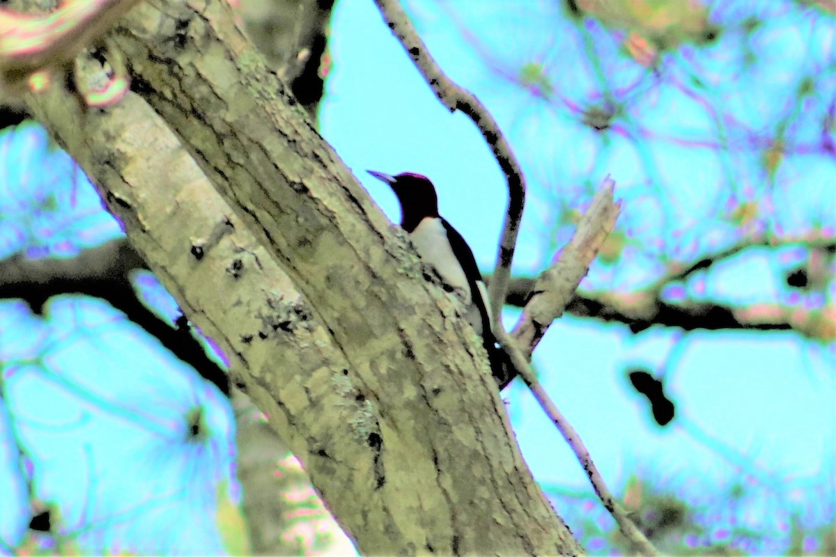 Red-headed Woodpecker - ML452871751