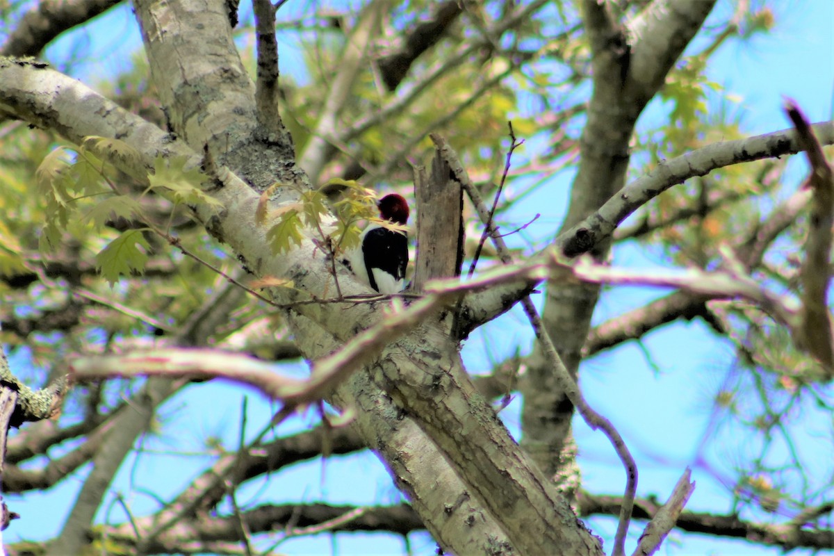 Red-headed Woodpecker - ML452871781