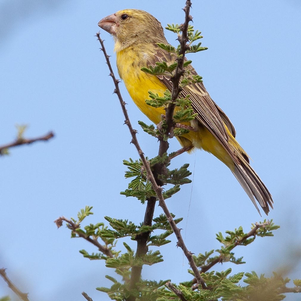 Southern Grosbeak-Canary - Werner Suter