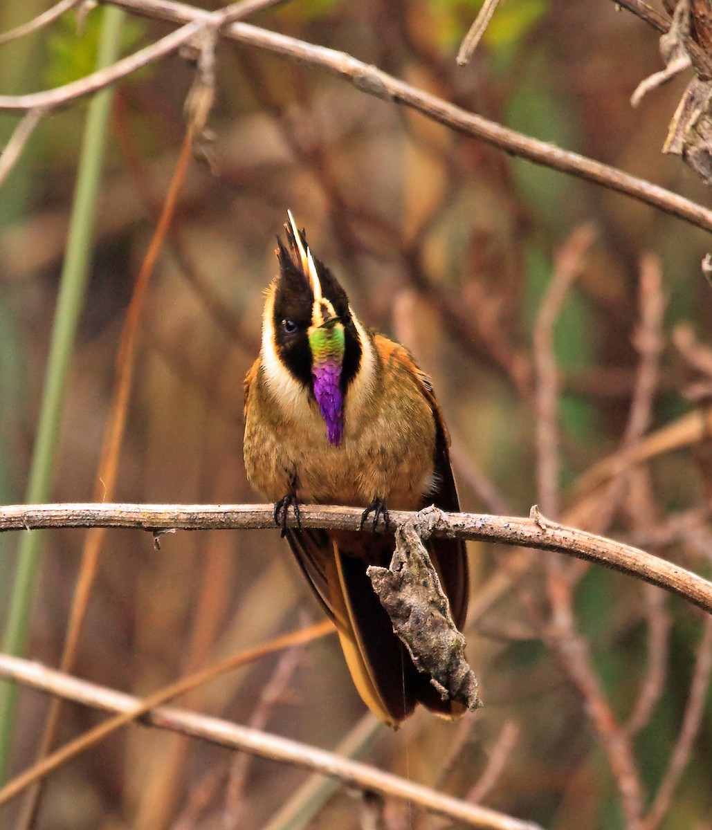 Buffy Helmetcrest - ML45287551