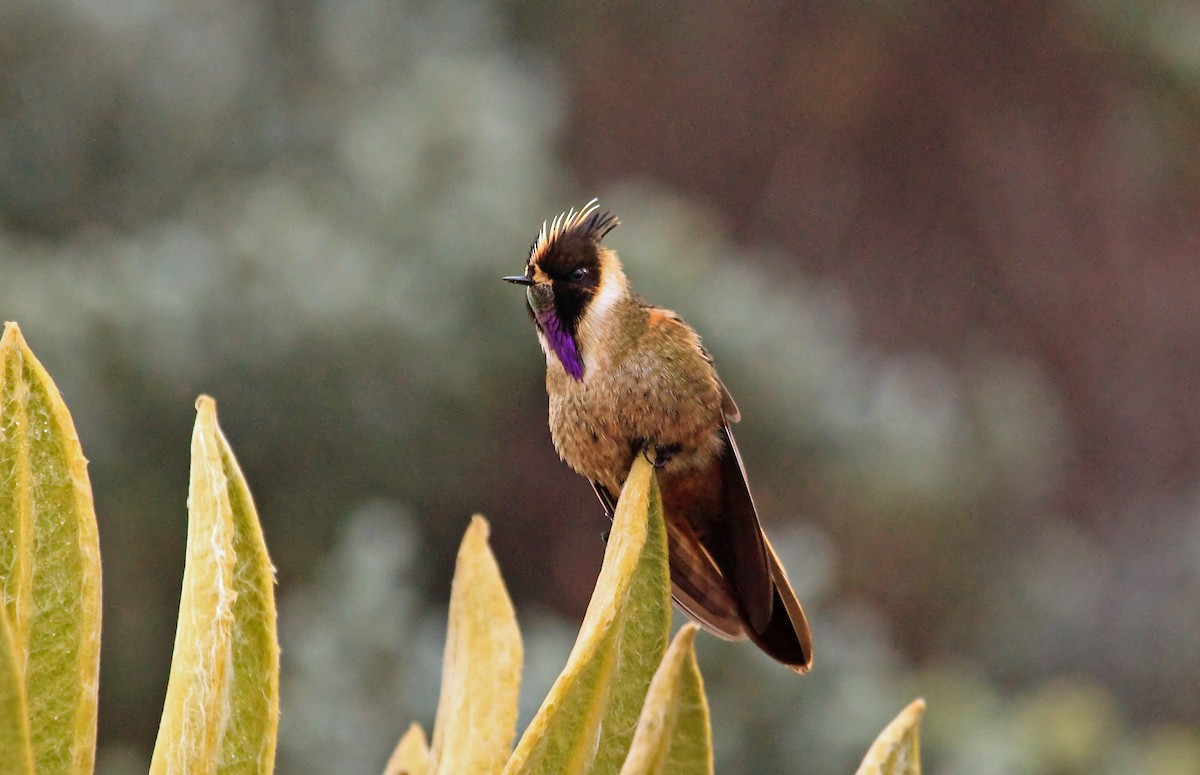 kolibřík tolimský - ML45287561