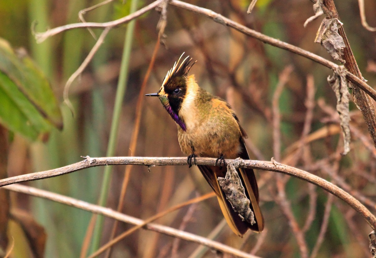 Colibri de Stübel - ML45287571