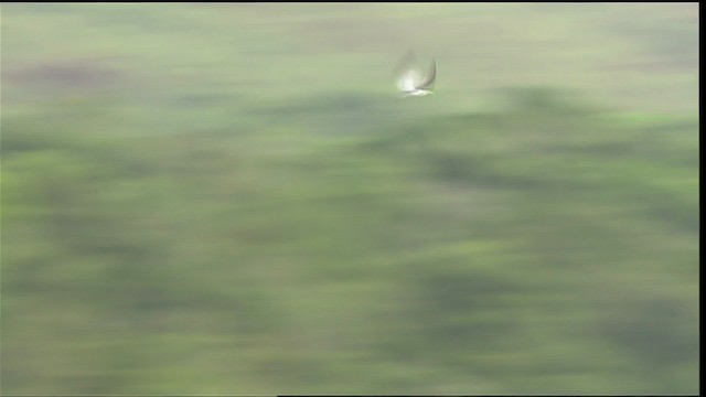 Yellow-billed Tern - ML452876