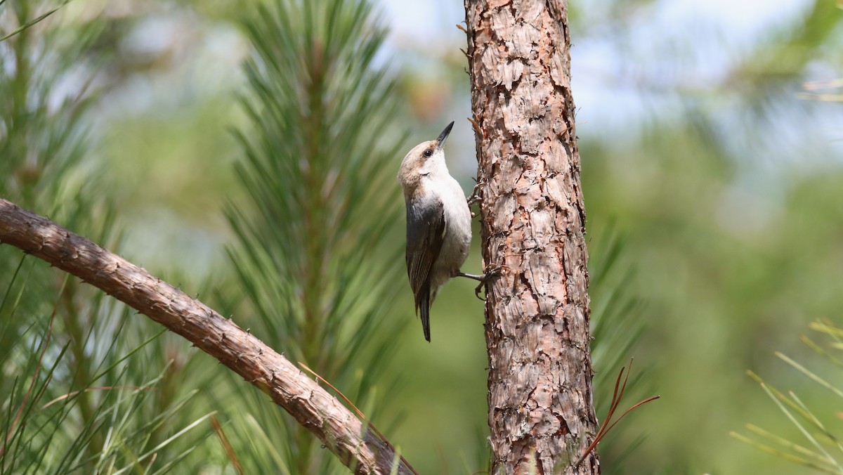 Brown-headed Nuthatch - ML452876481