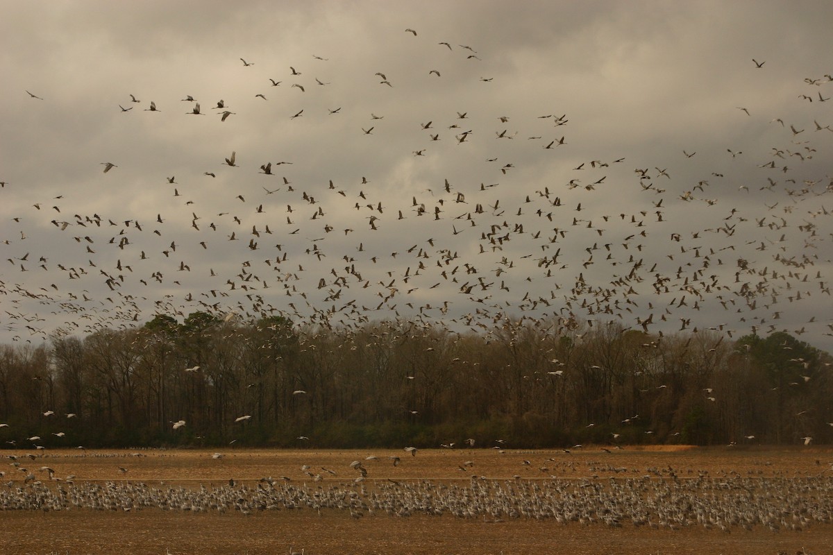 Sandhill Crane - ML45287651