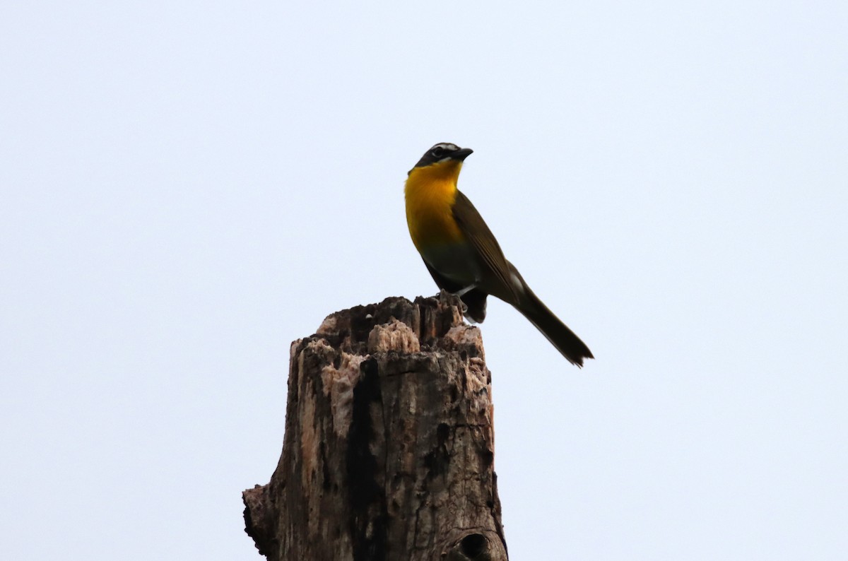 Yellow-breasted Chat - ML452876541