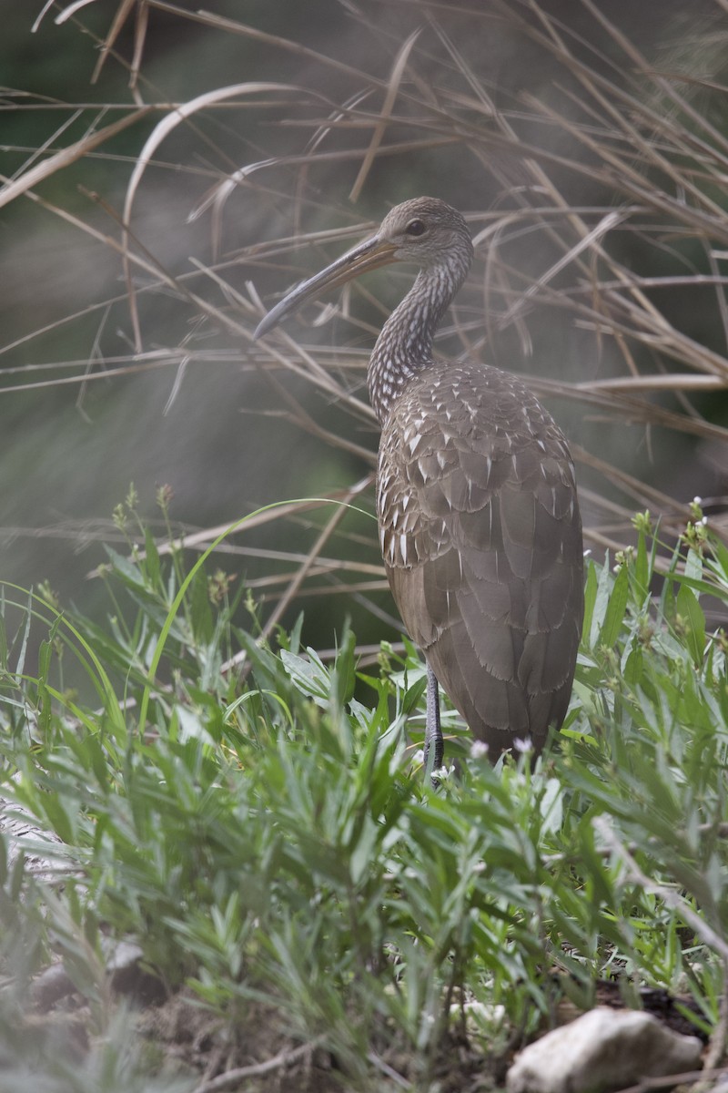 Limpkin - Anonymous