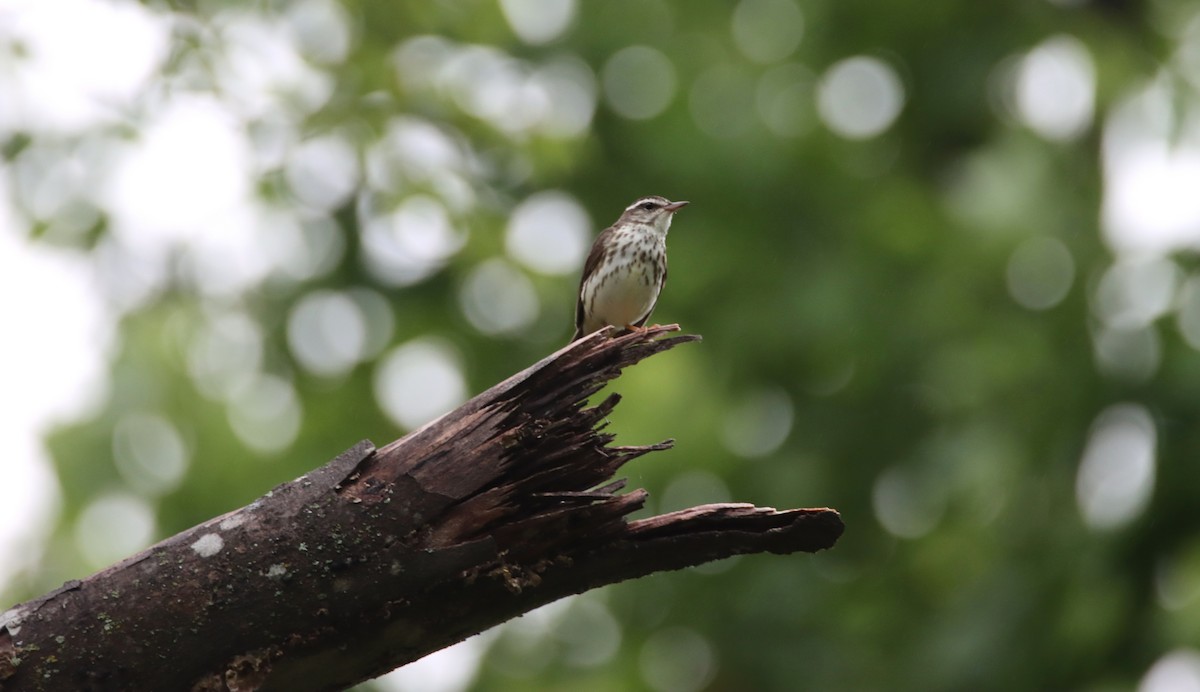 Louisiana Waterthrush - ML452876881