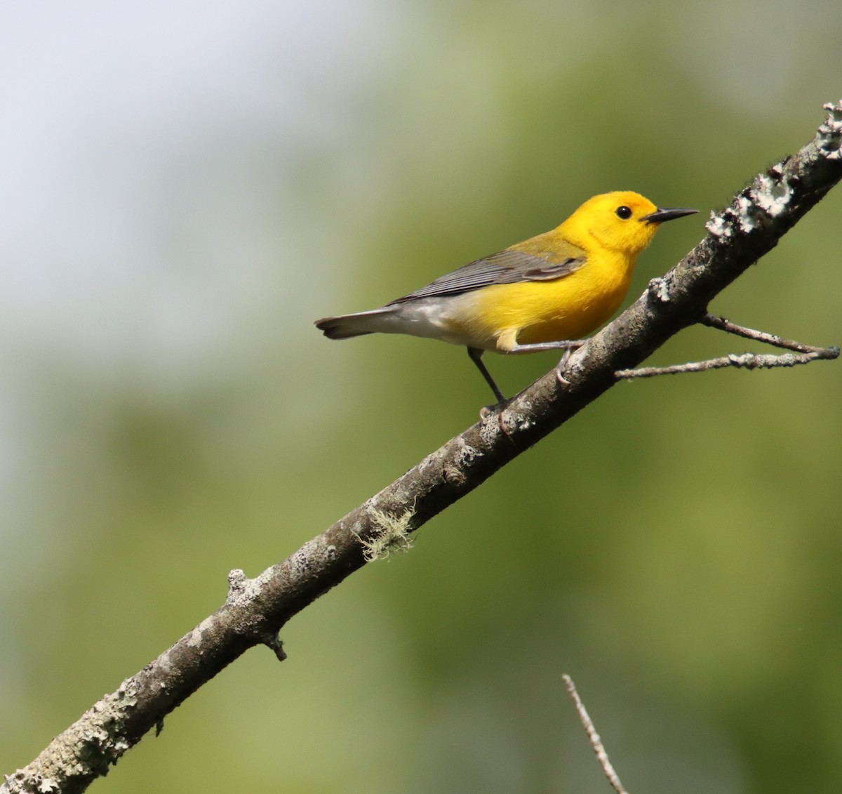 Prothonotary Warbler - ML452876921