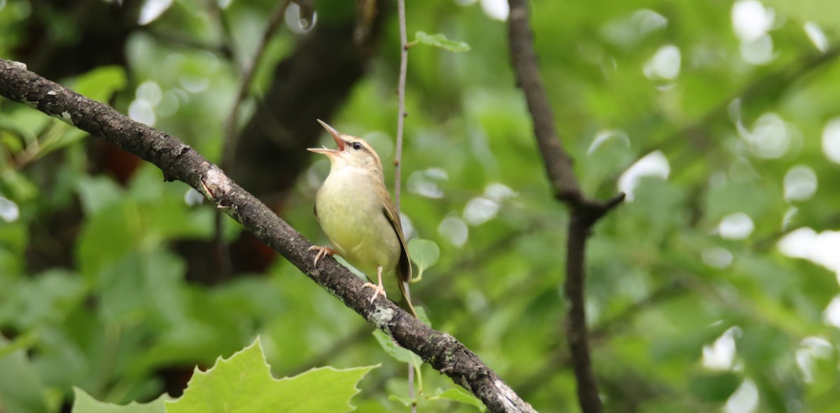 Swainson's Warbler - ML452877201