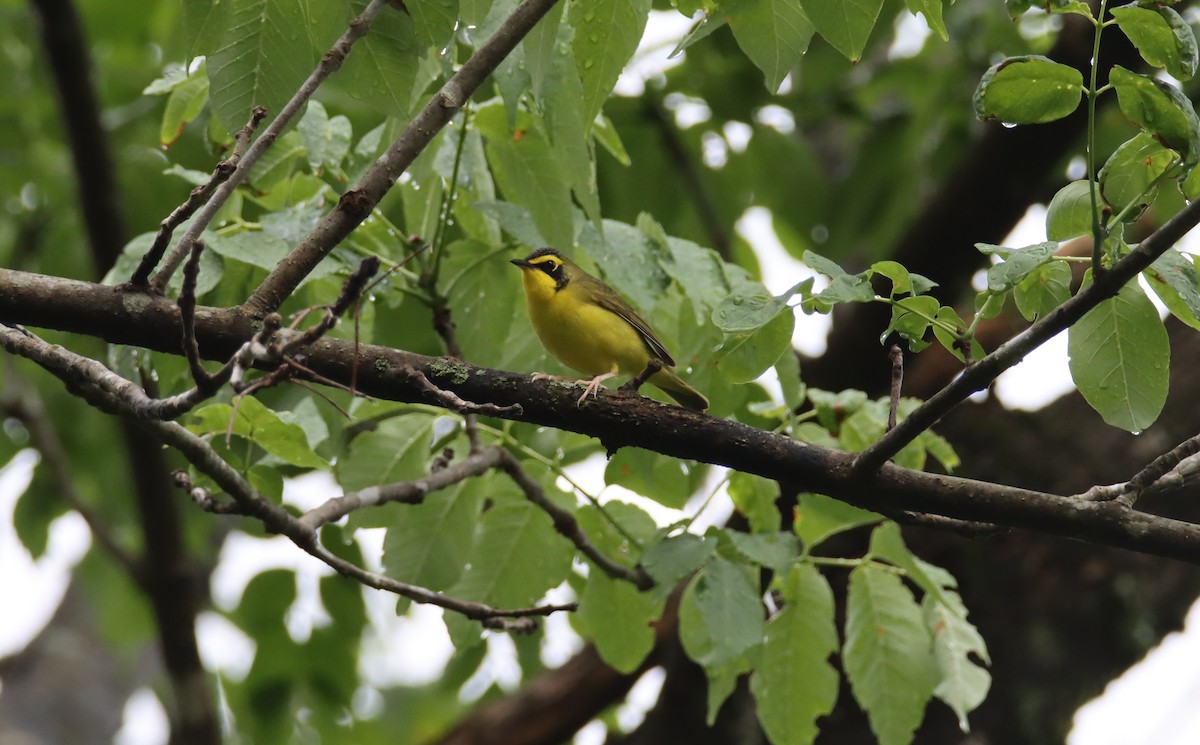 Kentucky Warbler - ML452877611