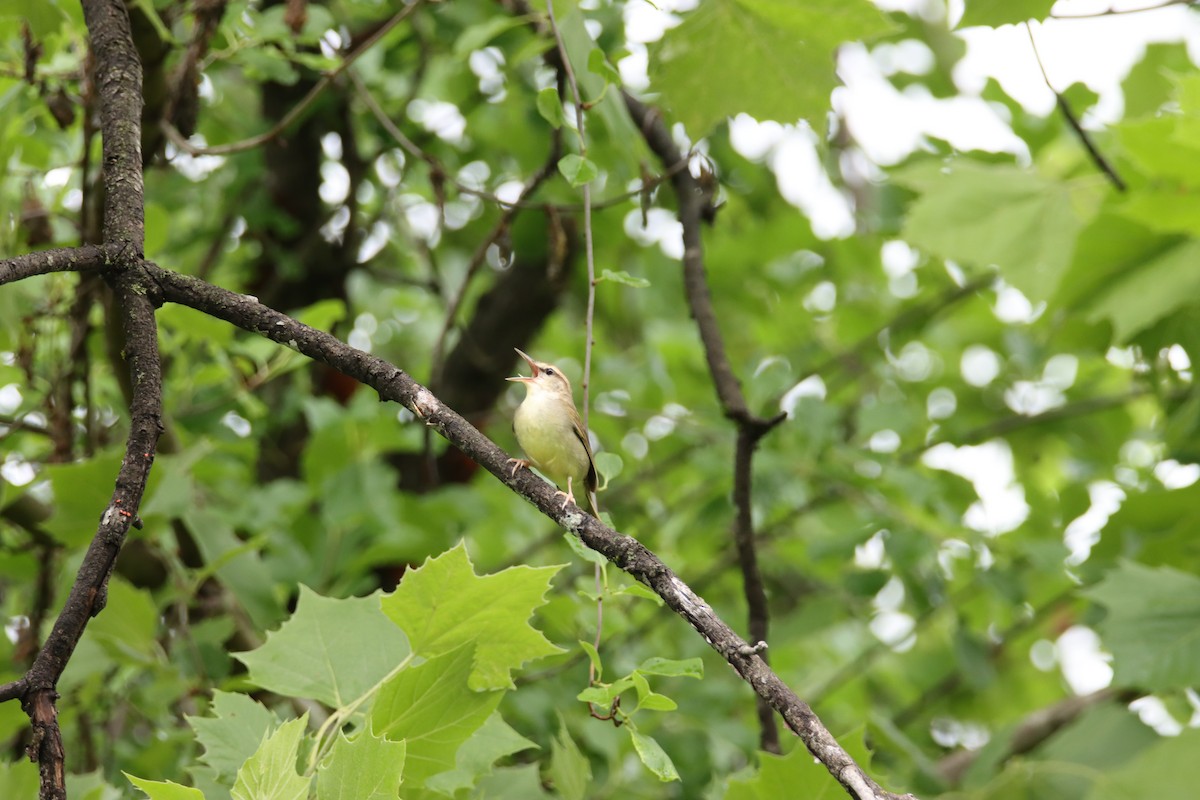 Swainson's Warbler - ML452877661