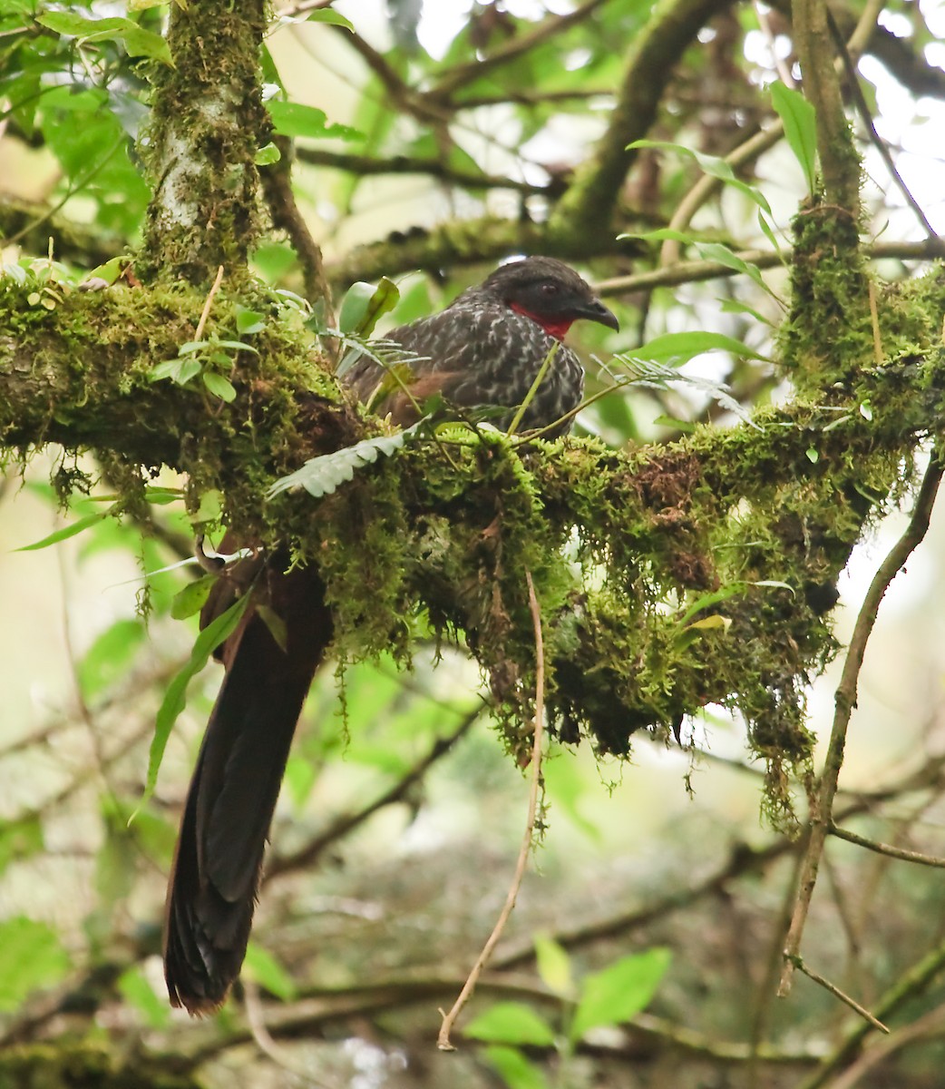 Cauca Guan - ML45287771