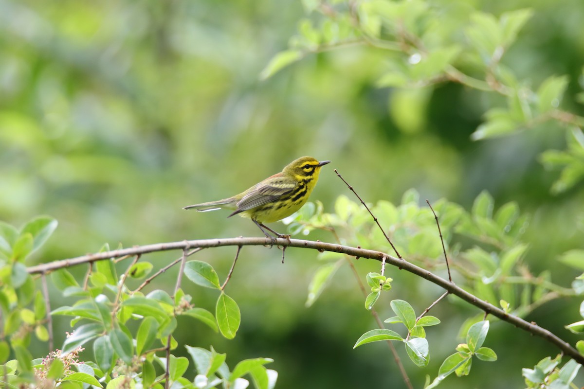 Prairie Warbler - ML452877711