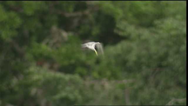 Yellow-billed Tern - ML452879