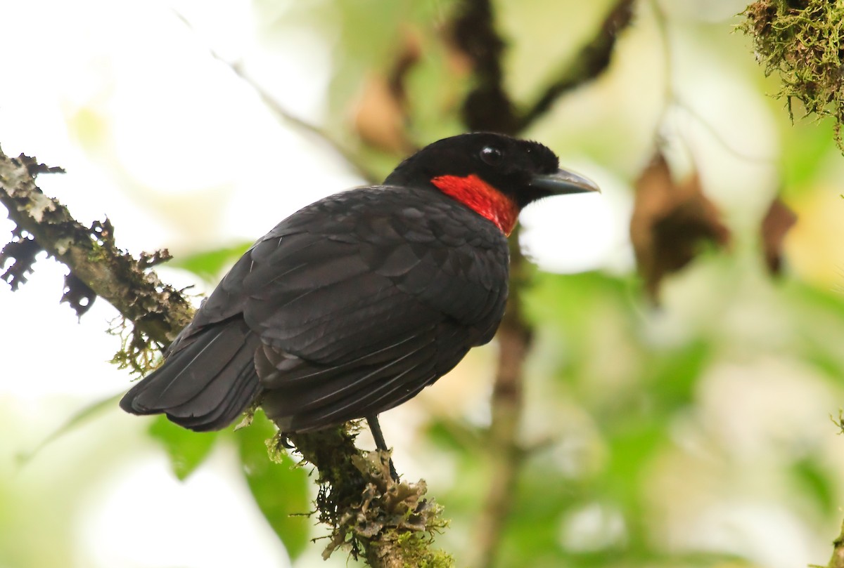 Red-ruffed Fruitcrow - Nigel Voaden