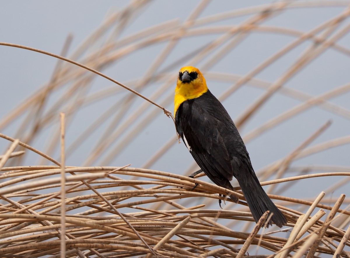 Yellow-headed Blackbird - Sibylle Hechtel